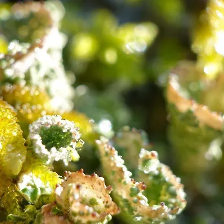 Rural La Bergerie Du Sant * Massaguel