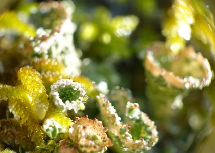 Rural La Bergerie Du Sant * Massaguel